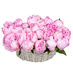 Basket of 25 delicate peonies with delivery Novokuznetsk