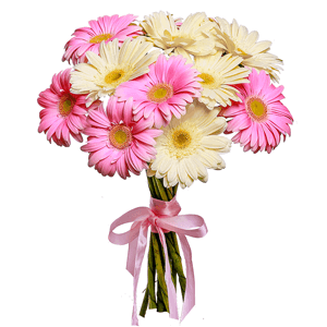 11 soft Gerberas with delivery Novokuznetsk