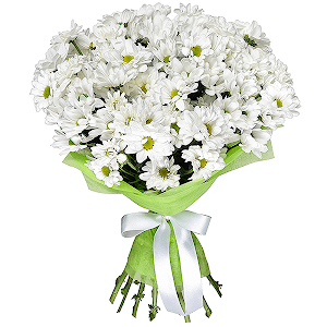 Daisy poms with delivery Novokuznetsk
