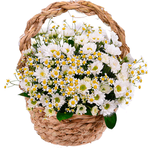Chamomile - 10, Santini White Spray Chrysanthemum - 8, Medium Basket, Oasis, Ruscus