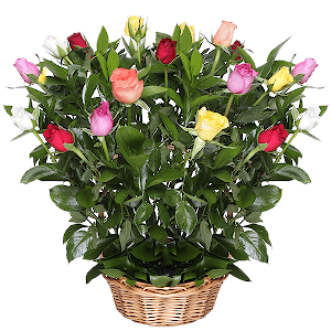 Tropical Dream with delivery Novokuznetsk