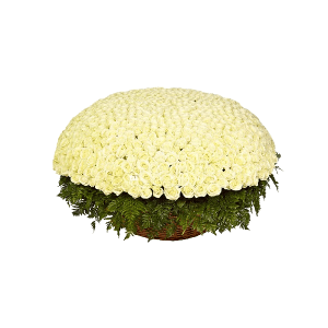 White rose 50 cm - 1601, Huge basket, Fern (1 pc.), Oasis
