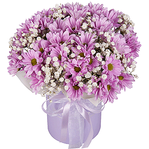 Bacardi Pink Spray Chrysanthemum - 5, Gypsophila - 4, Round flower box small , Oasis, Wrapping Paper