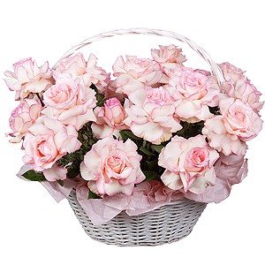 Pink Paradise with delivery Novokuznetsk